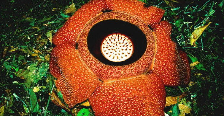 Indonesia - Rafflesia arnoldii Flower - Bengkulu